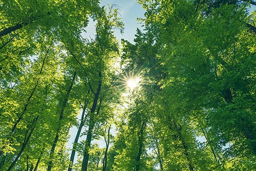 Sunlight filters through the lush green canopy of a vibrant forest.